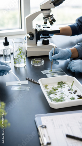 Gloved researchers prepare aquatic plant specimens on microscope slides in a bright biology laboratory with glassware and scientific tools.
