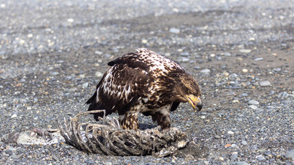 Young Bald Eagle with open beak Feeding on Sea Otter Carcass on Black Pebble Beach, Homer Spit, Alaska