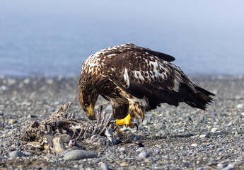 Juvenile Bald Eagle with Gripping Talons Feeding on Sea Otter Carcass, Homer Spit, Alaska