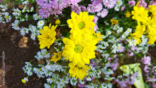 Foto a cluster of striking yellow chrysanthemums and cool purplish asters in the gard