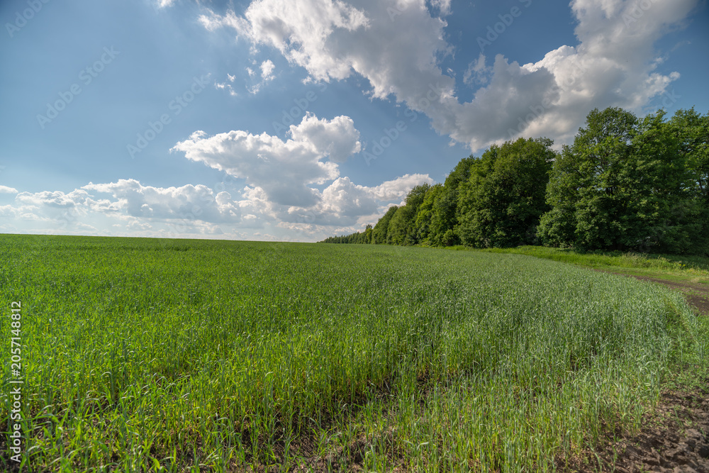 Fototapeta premium Sunny green meadow with wildflowers and distant treeline under blue sky