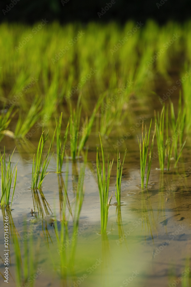 Obraz premium Close up of vibrant green young rice seedlings growing in water of a paddy field in Bali
