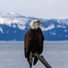 Bald Eagle with dirty crest Perched on Driftwood overlooking Kachemak Bay and Snowy Mountains, Homer, Alaska