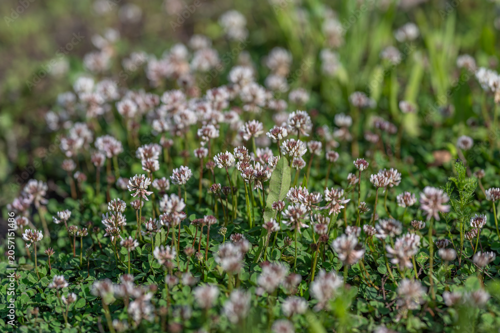Obraz premium Field of small pink clover flowers in soft sunlight
