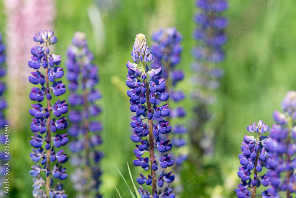 Fototapeta premium Close-up of purple lupine flower spikes in a sunlit meadow