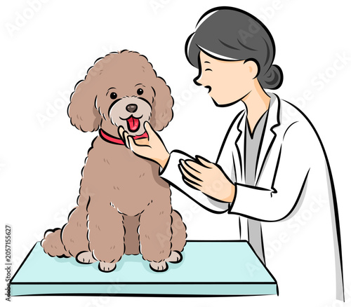 HPやカタログで使いやすい動物病院で診察を受ける犬（プードル）のベクターイラスト