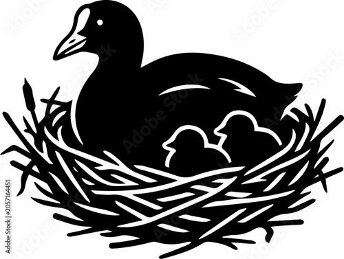 black coot bird sit in the nest with babies