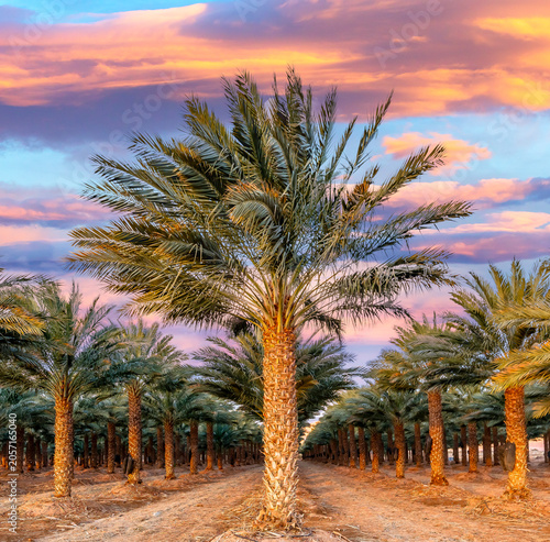 Plantation and date palm trees at sunset