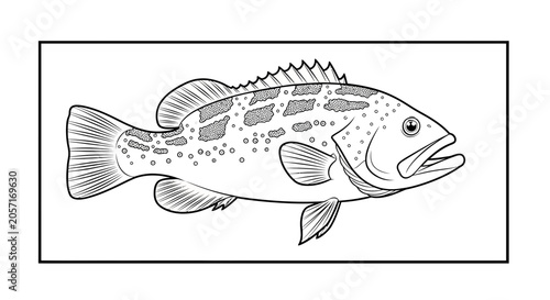 Black and White Line Drawing of a Grouper Fish