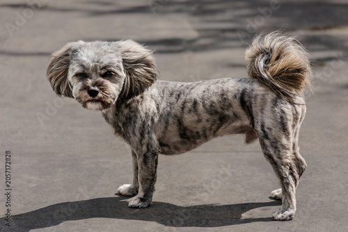 Boomer dog
