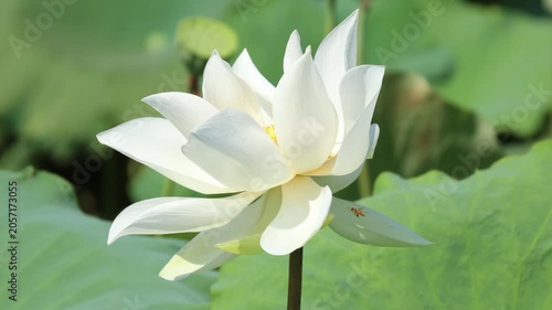 White Lotus Flower Blooming in Green Pond