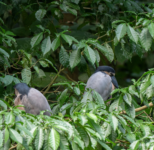 Принти на полотні Boat-billed herons roosting in dense Costa Rica foliage