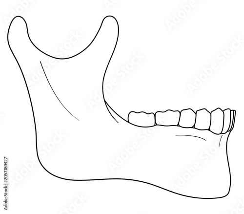 Принти на полотні Human mandible line art illustration