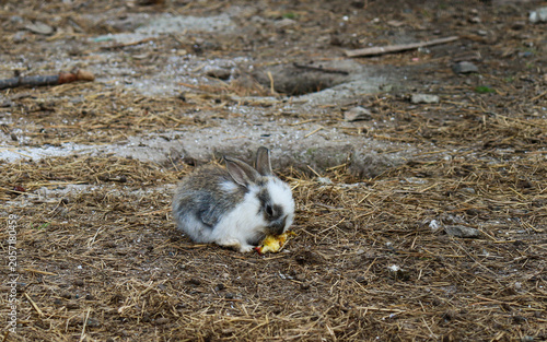 Bilde på lerret Baby rabbit. A little defenseless rabbit. Vulnerability.