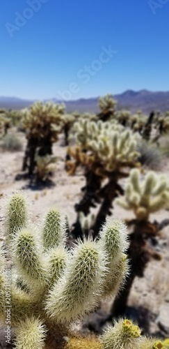 Cholo Cacti in Joshua Tree National Park with Mountains in Background