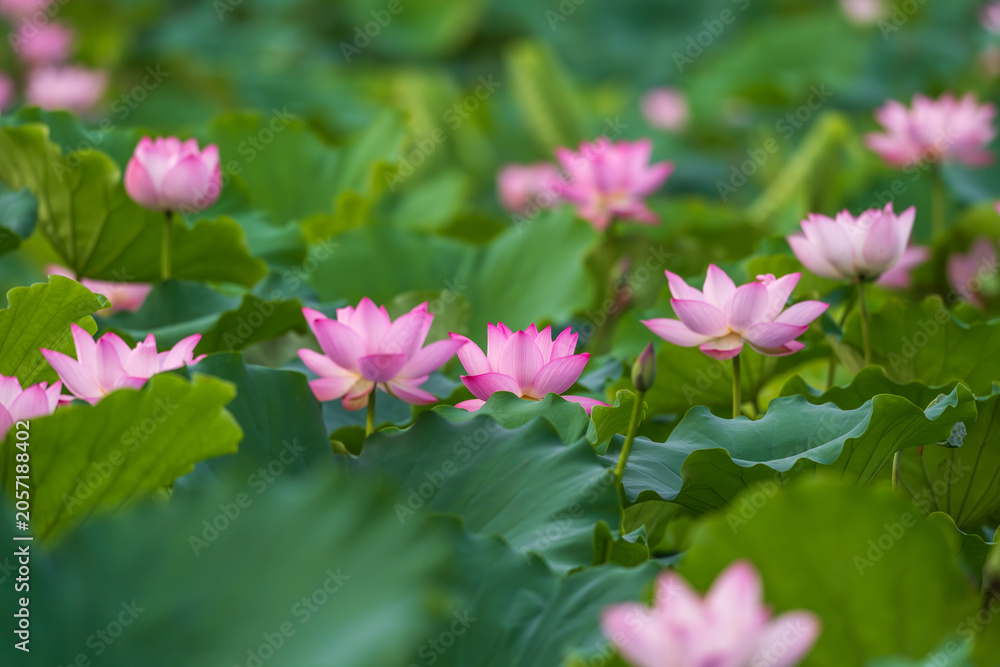 Fototapeta premium Blooming Lotus Flowers Across a Lush Summer Pond