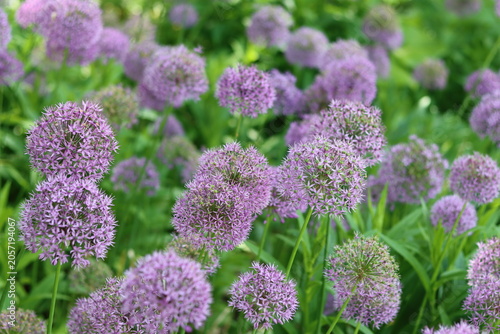 Obraz na plátne Round purple allium flower heads in a garden