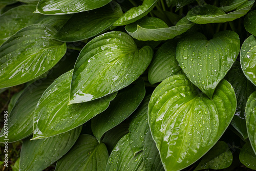 Foto Close view of hosta foliage covered in shining droplets the broad leaves overlap