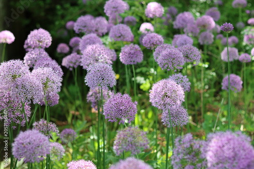 Round purple allium flower heads in a garden