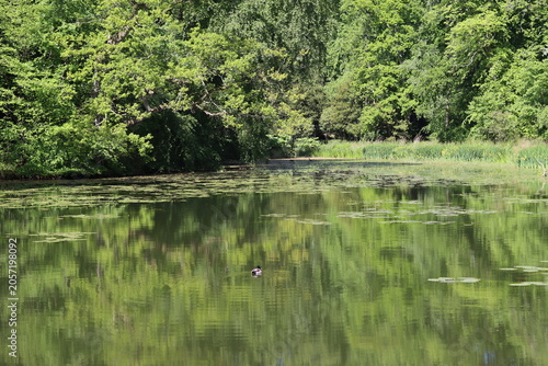 Reflections in a woodland pond
