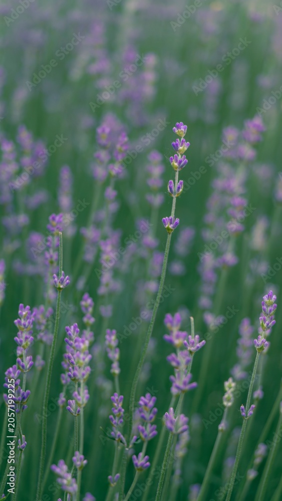 Obraz premium Purple lavender stems blooming in a field, soft green background