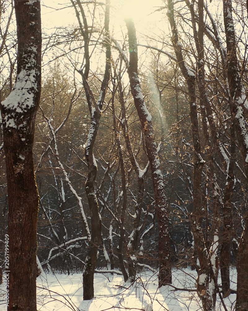 Fototapeta premium Untouched winter forest with snow-dusted trunks and twigs 