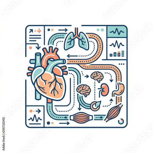 Fotografie Human circulatory system and organs illustration.