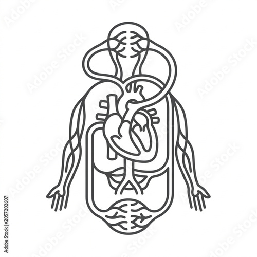 Photos Human circulatory system diagram with heart and vessels.