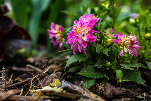 Low angle macro shows a compact pink dahlia nestled in mulch with buds and leaves nearby while soft bokeh and directional light emphasize layered petals and the vibrant feel of new growth
