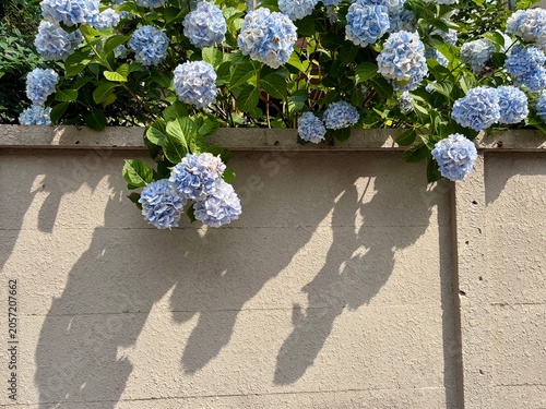 コンクリート壁に影を落とす初夏のあじさい