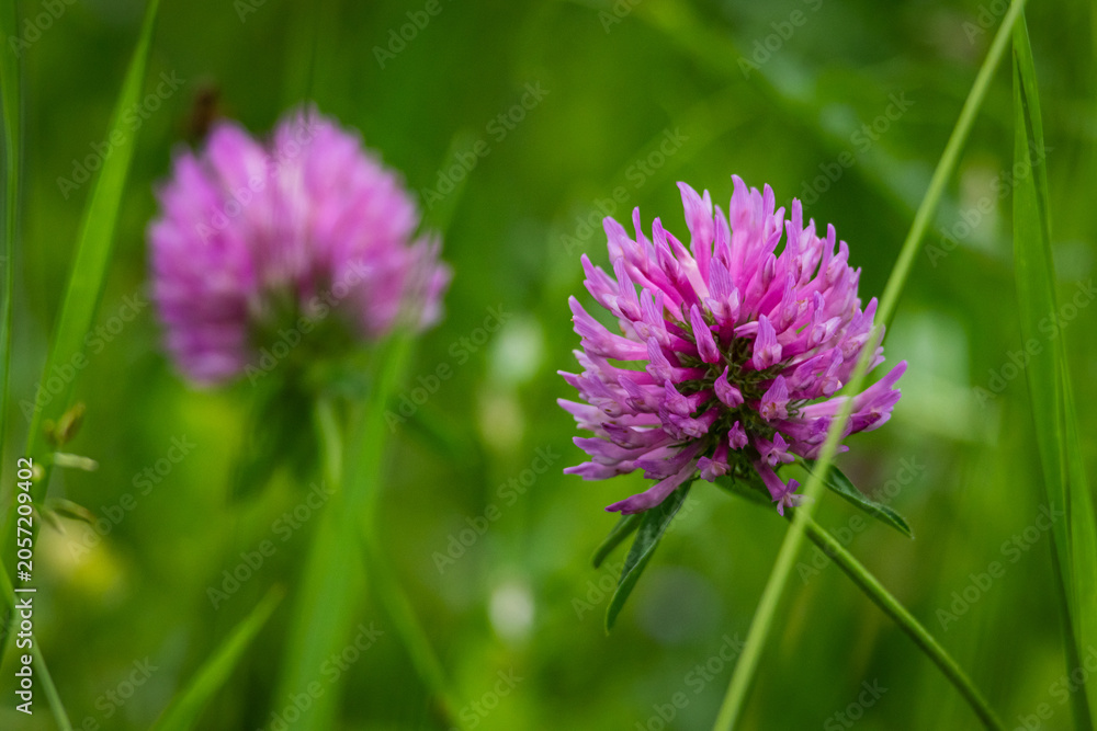 Fototapeta premium Vibrant red clover blossoms rise among tall grass. One flower sharp and foreground another softly blurred behind. Lively meadow macro celebrates pollinator friendly wild plants.