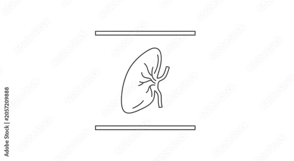 Fototapeta premium Kidney Anatomy Illustration