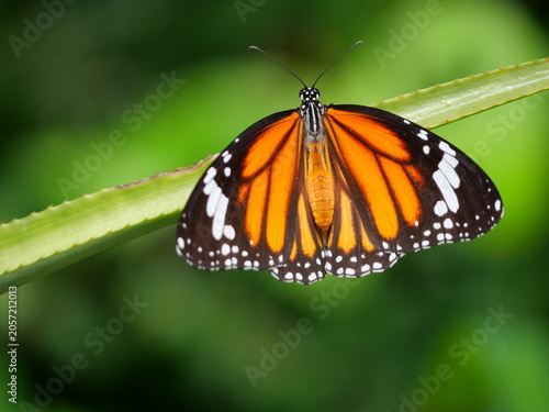 Patterned orange white and black color on wing of insect, Common Tiger or monarch butterfly on leaf with natural green background, Thailand