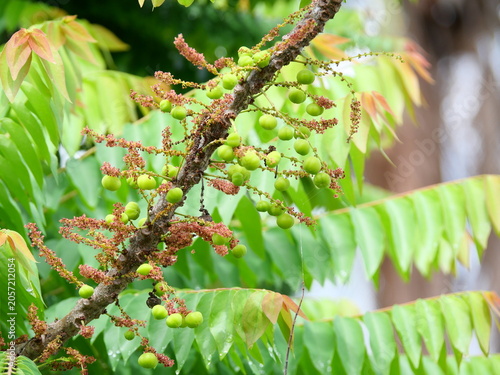 Group of Star gooseberry fruit and blossom on tree with green leaves in background