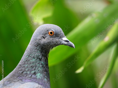 Head and eye of dove or pigeon standing with leaf in background, Green and black color feathers on a gray bird