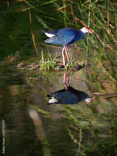 Purple Swamphen ( Porphyrio porphyrio ) bird standing on water in wetland, Reflection on surface of The blue waterbird has colorful beaks and red long legs in lake, Thailand