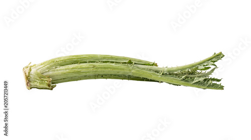 Fresh Green Cardoon Stem Isolated on White Background Transparent PNG Organic Mediterranean Vegetable