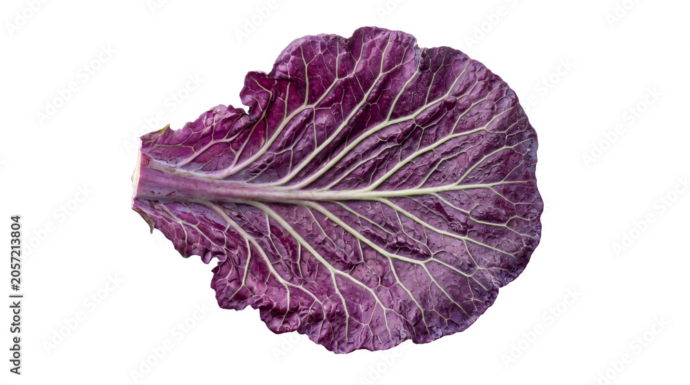 Obraz premium Fresh Purple Cabbage Leaf Isolated on White Background Transparent PNG Organic Vegetable Texture