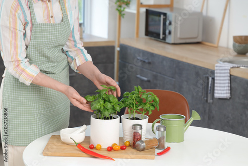 Woman with basil plants in ...