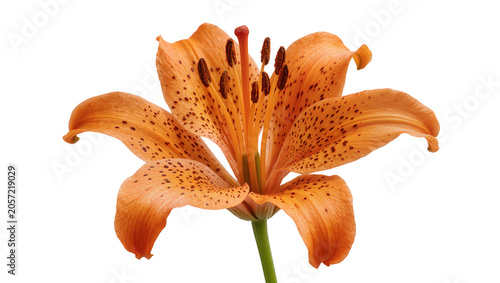 Obraz na plátne Orange tiger lily flower with dark spots and green stem