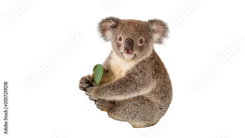 Photography Cute koala bear holding eucalyptus leaf