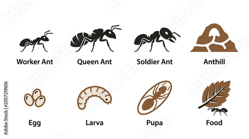 Fotografía Ants and Ant Life Cycle Stages.