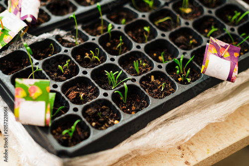 young greed seedlings or sprouts growing in indoor greenhouse nursery