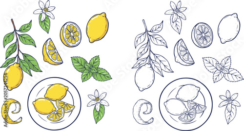Fotografía Hand drawn lemon fruit vector elements with whole slices zest blossom and mint l