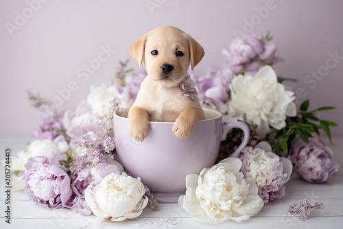 Labrador Retriever Puppy in a Teacup Surrounded by Flowers