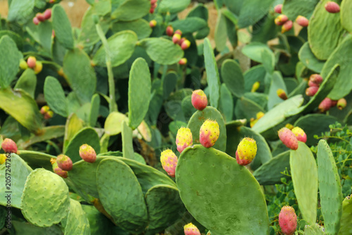 Fotografie Prickly pear cactus with ripe red and yellow fruits, desert plant edible produce