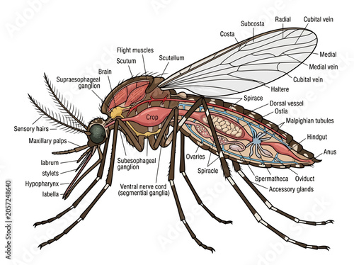 Anatomical diagram of a mosquito showing internal organs and external structures.
