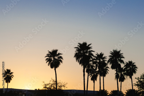 Palm tree silhouettes at sunset with orange sky, Orlando, Florida