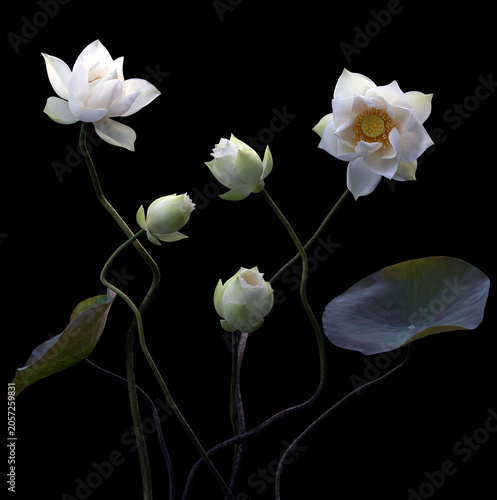 Mesmerized by the beauty of the white lotus flower.