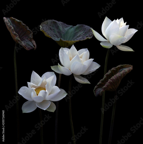 Mesmerized by the beauty of the white lotus flower.
